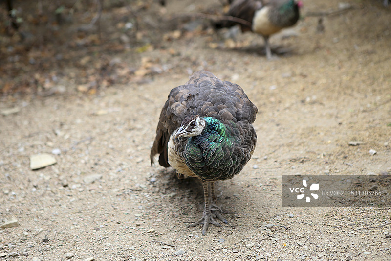 孔雀在户外栖息的特写镜头图片素材