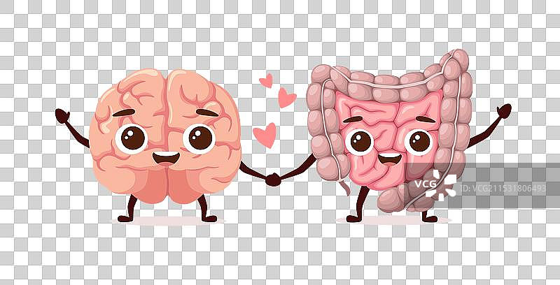 大脑和肠道图片素材