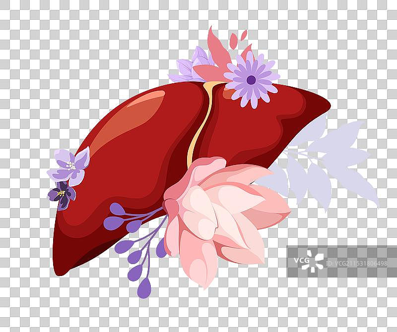 人类肝脏图片素材