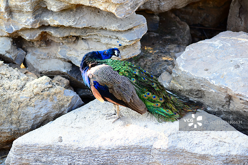 太原动物园图片素材