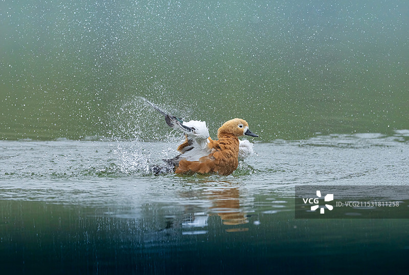 洗澡的赤麻鸭(南京燕雀湖）图片素材