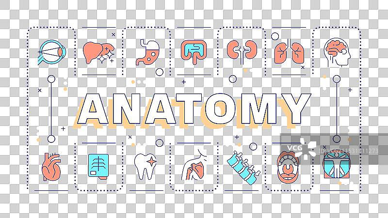 解剖学浅黄色词汇概念图片素材