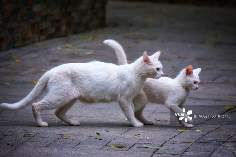 公园里的流浪猫母子图片素材