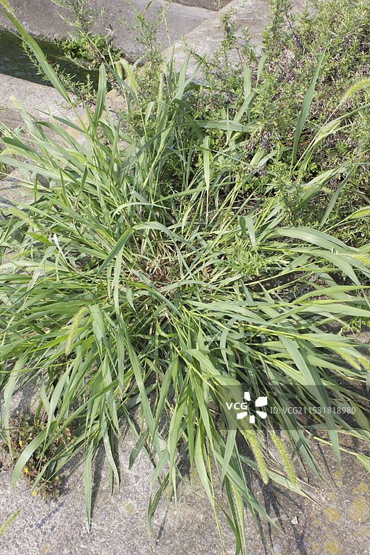 杂草从混凝土裂缝中生长出来图片素材