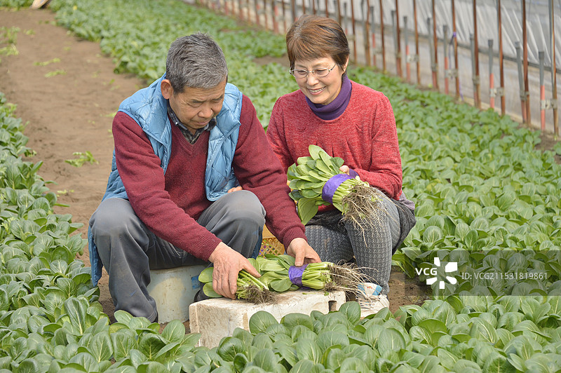 农夫和他的妻子在收获小松菜图片素材