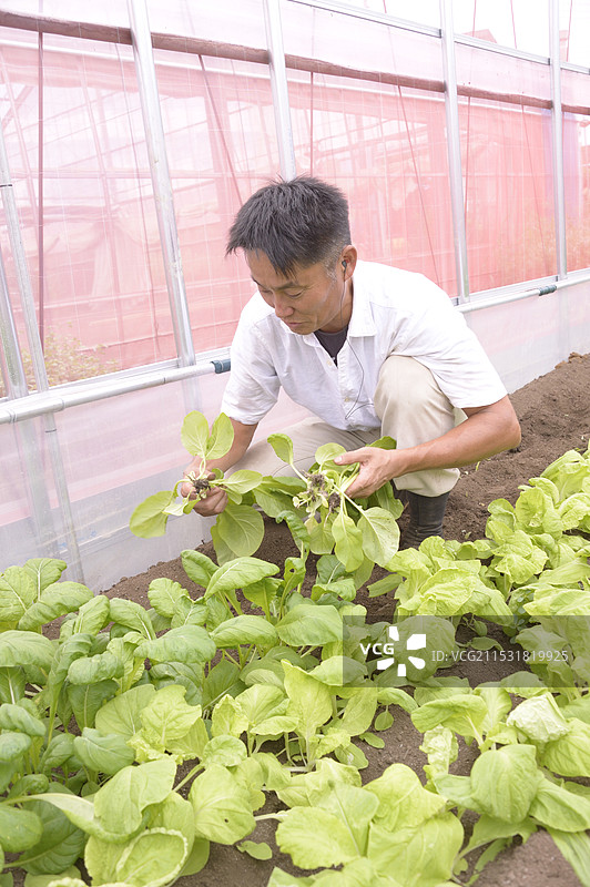 男子在江户东京的新鸟街收获蔬菜图片素材