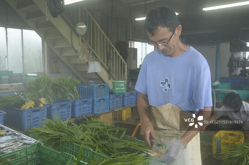 用雾状水清洗八王子生姜（江户东京蔬菜）图片素材