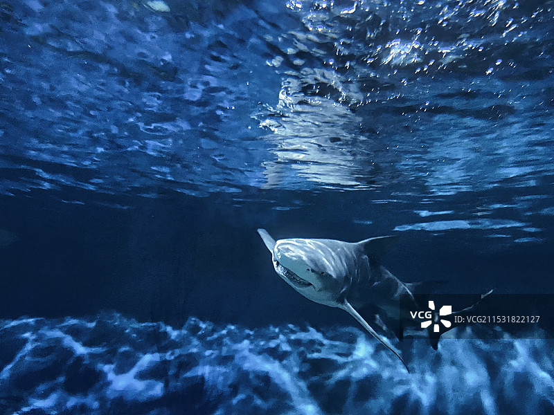 鲨鱼图片素材