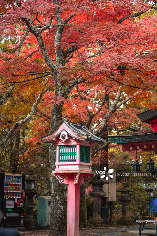 日本枫叶季京都、奈良秋色图片素材