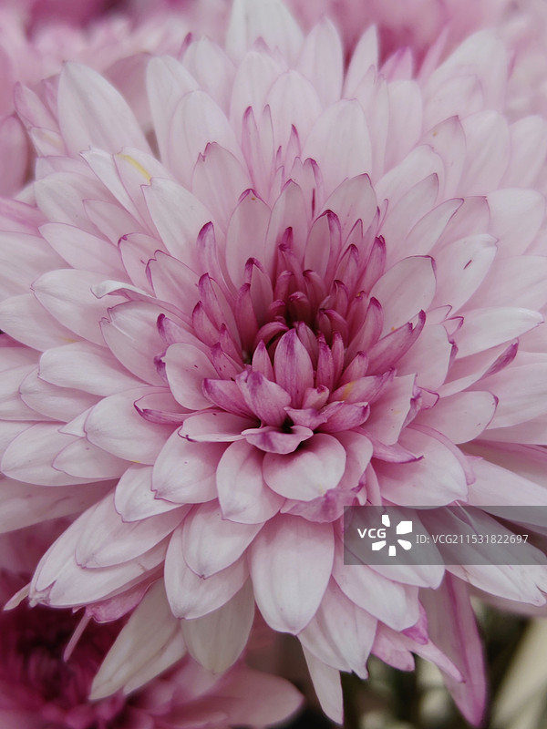 冬天小寒节气，莒县，菊花图片素材