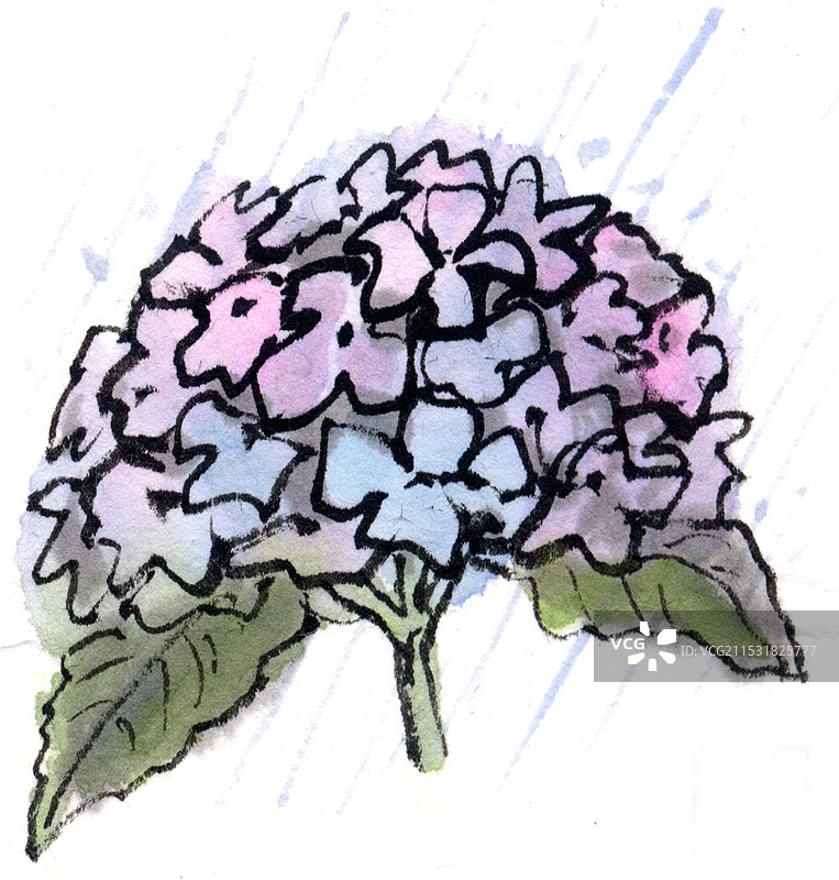 绣球花图片素材