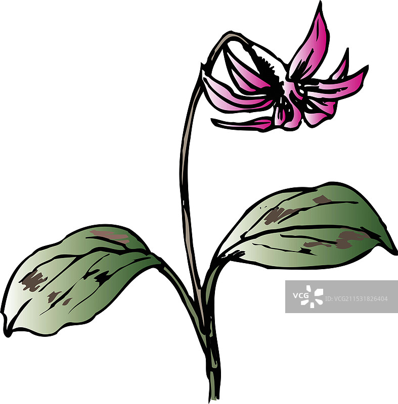 Qatakuri图片素材