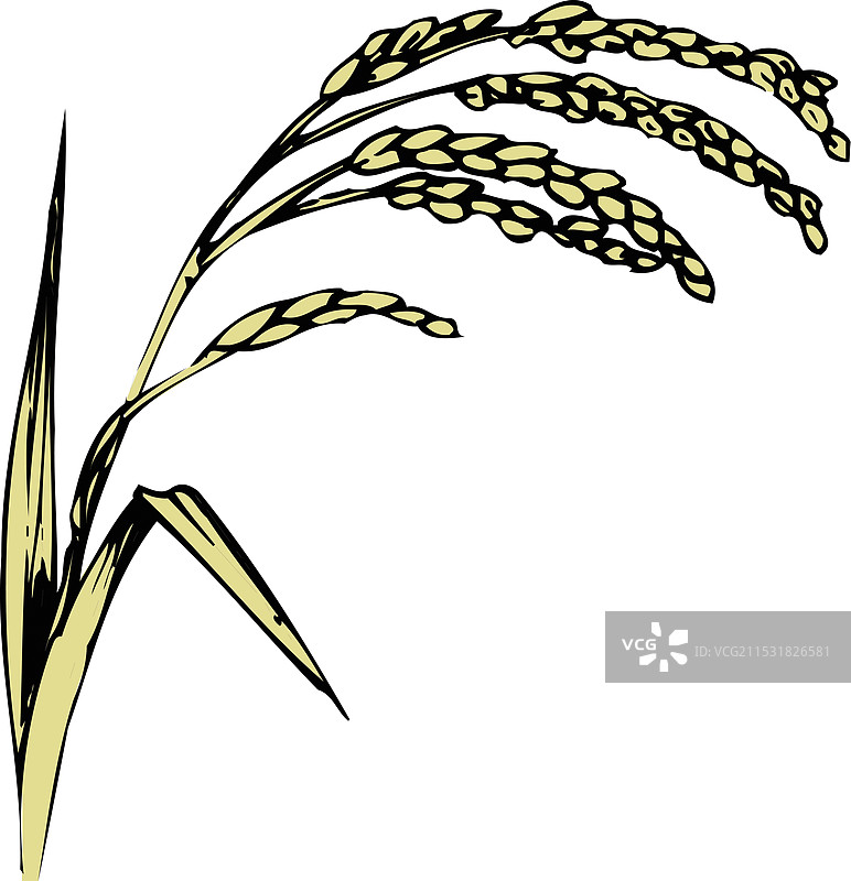 稻穗图片素材