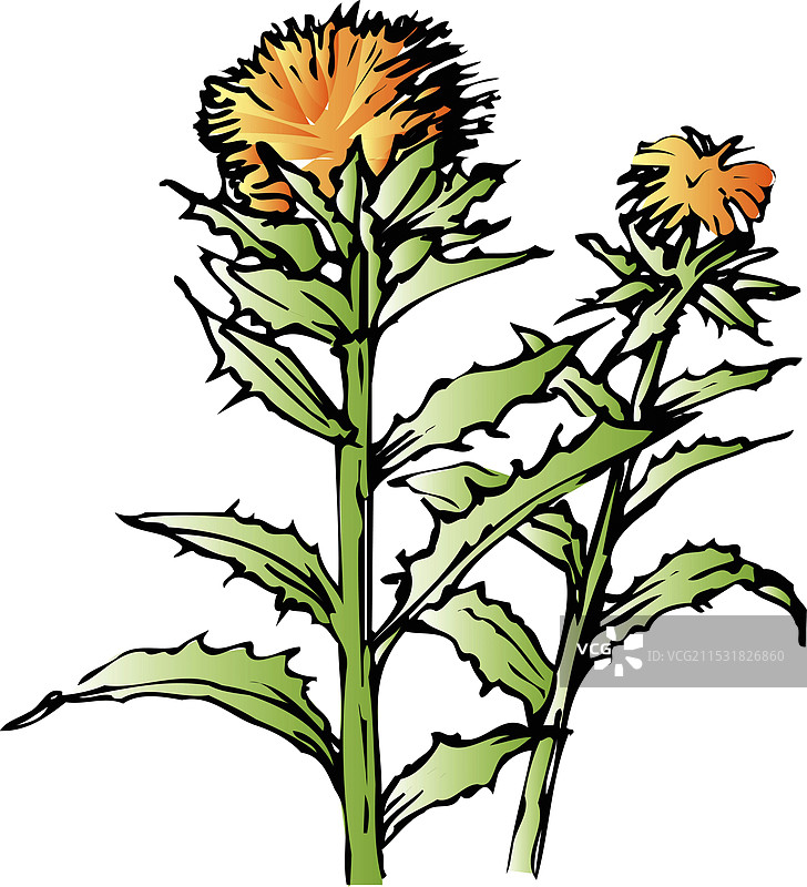 贝尼香蕉图片素材