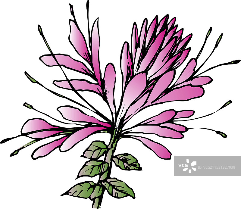 塞舌尔冬青图片素材