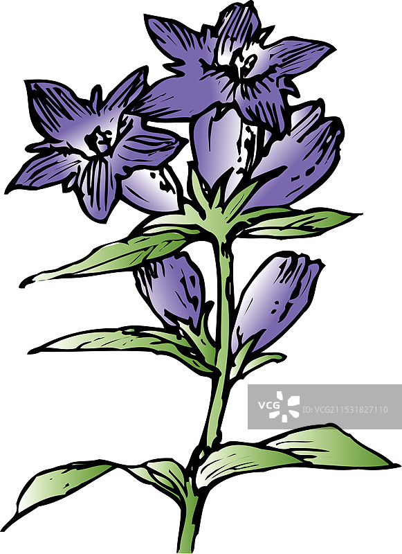 龙胆花图片素材
