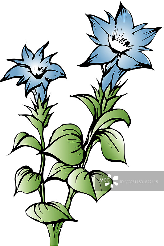 龙胆花图片素材