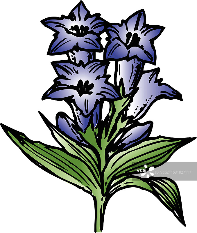 龙胆花图片素材