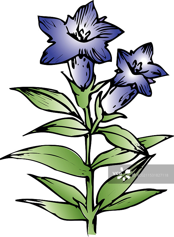 龙胆花图片素材