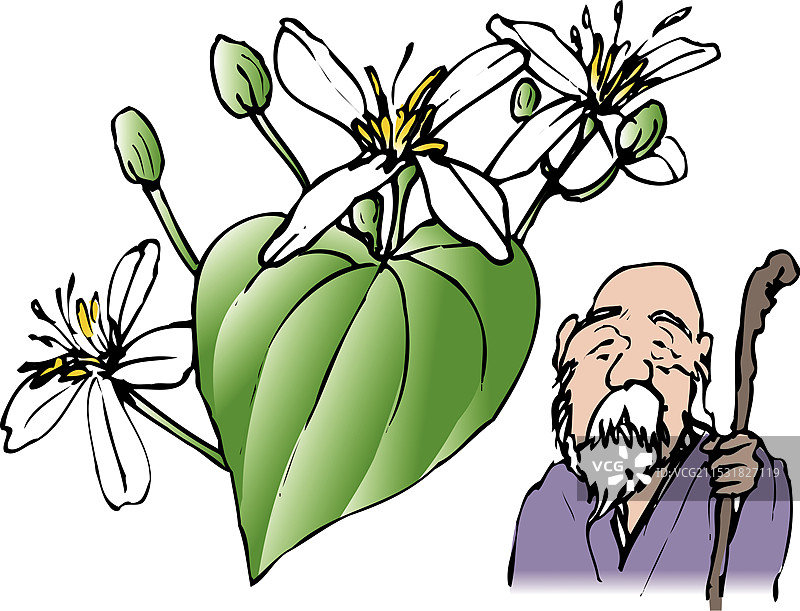 圣约翰草图片素材