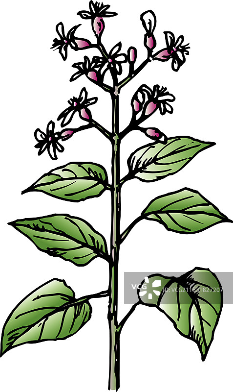 库萨吉图片素材