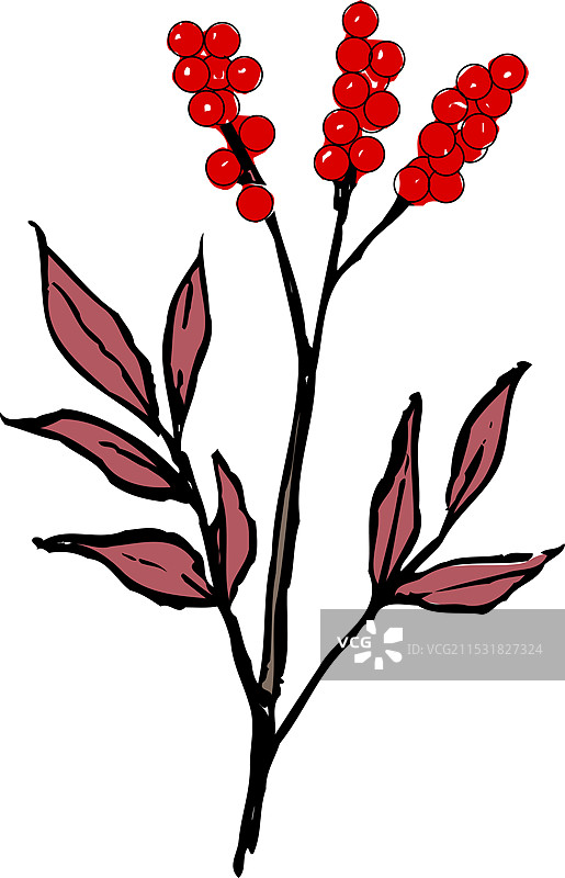 南天竹图片素材