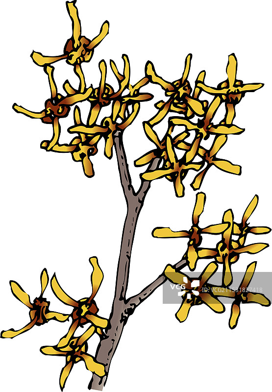 金缕梅图片素材