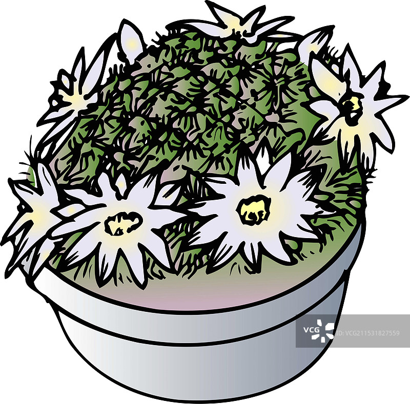 塔马苏仙人掌图片素材