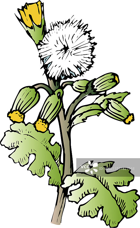 野菊花图片素材