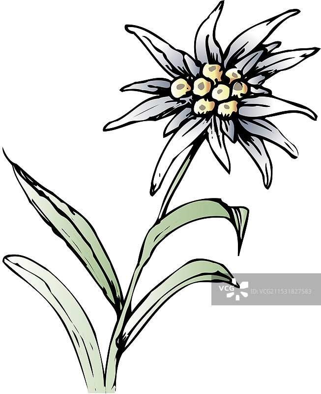 雪绒花图片素材