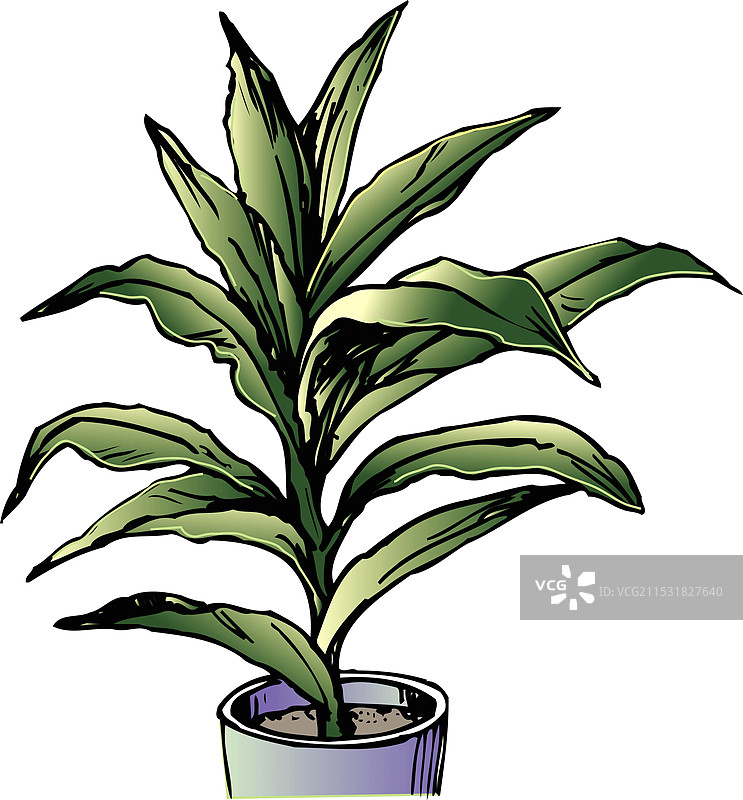 龙血树图片素材