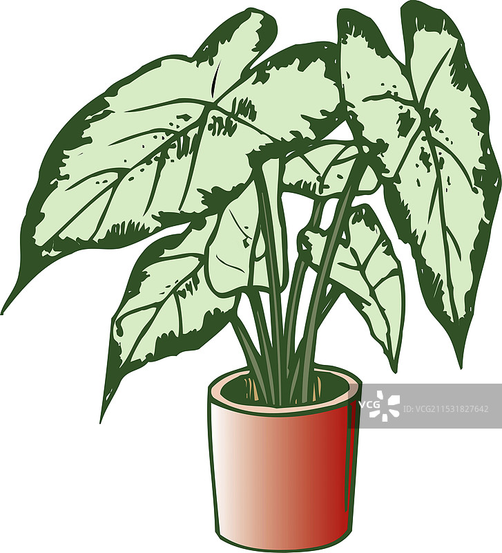 彩叶芋图片素材