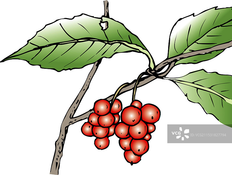 鲟鱼卵图片素材