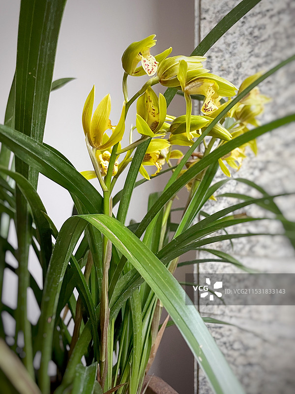 兰花特写图片素材