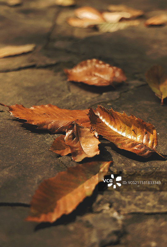 落叶的高角度视图图片素材