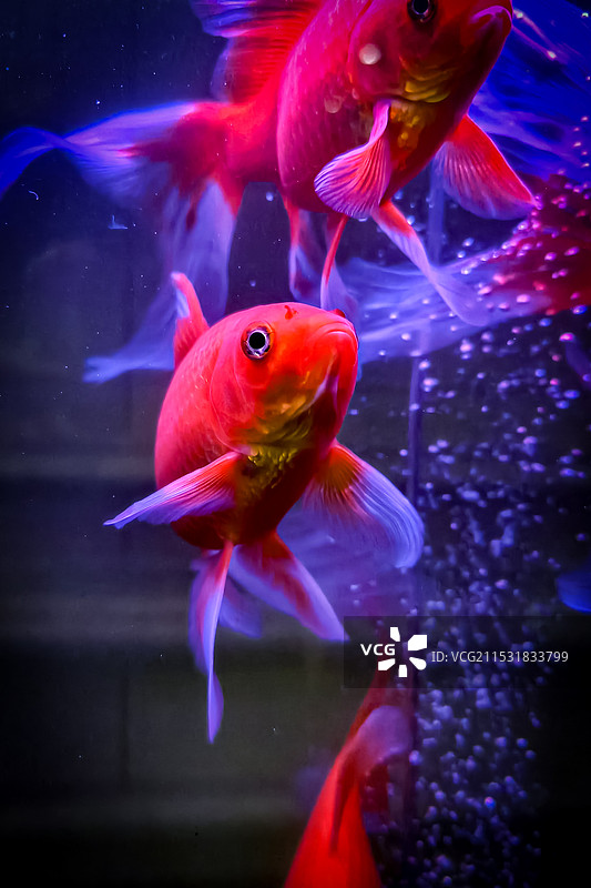 鱼儿在鱼缸里游泳的特写镜头图片素材