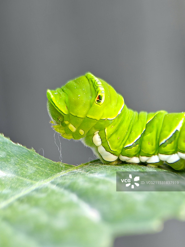 凤蝶幼虫图片素材
