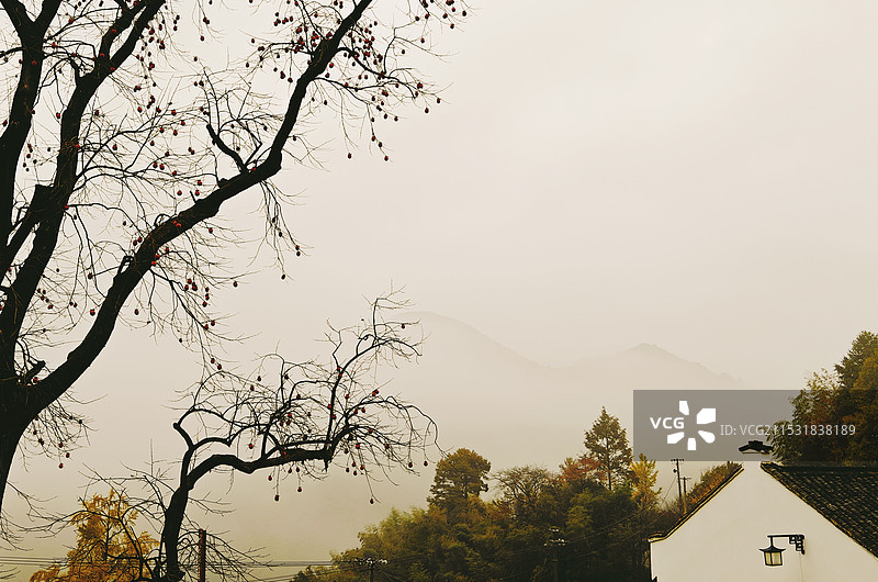 宁波柿林村雾中秋意图片素材