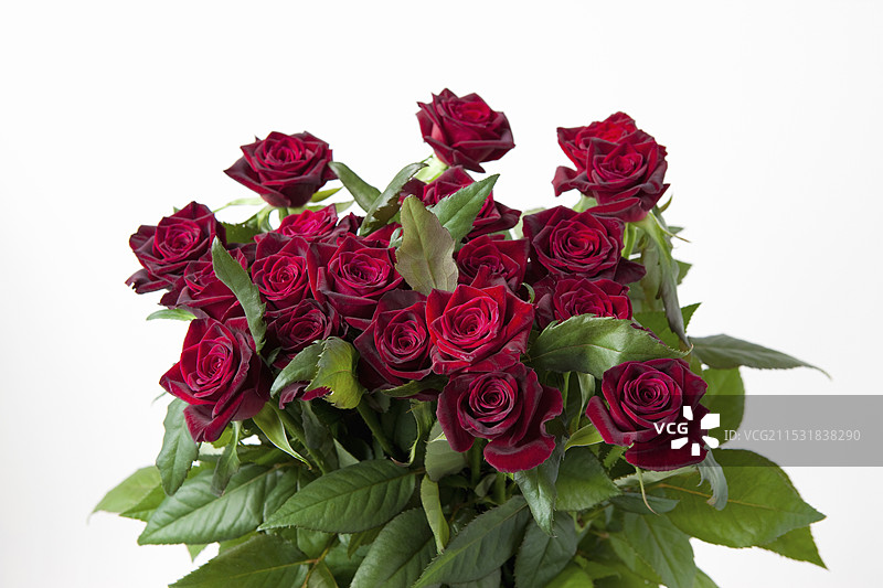 黑巴卡拉玫瑰图片素材