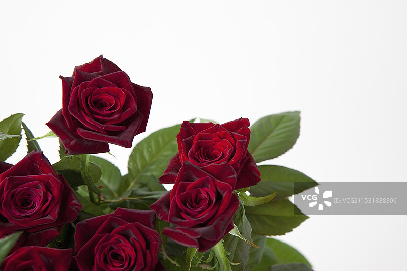 黑巴卡拉玫瑰图片素材