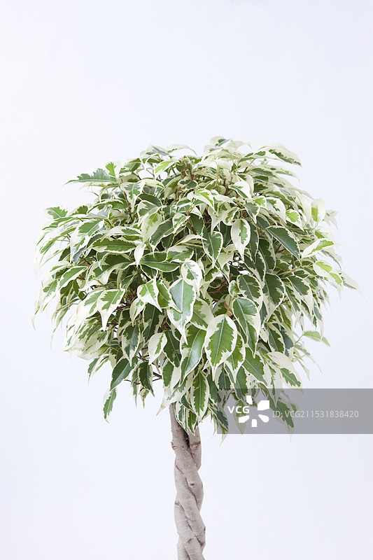 本杰明图片素材