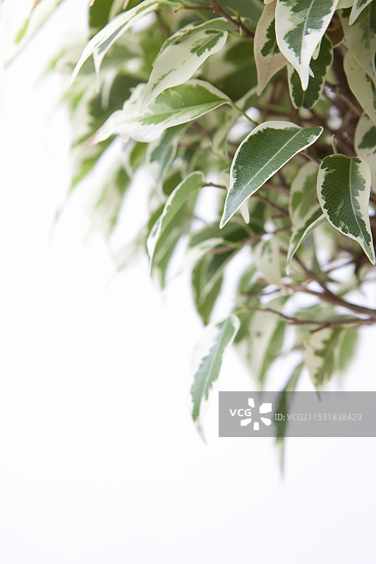 本杰明图片素材