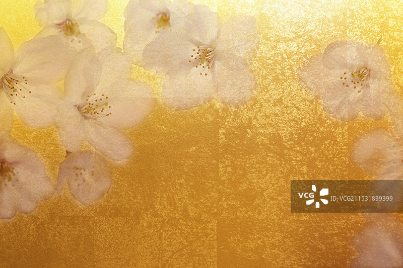 镀金折叠屏风与樱花背景图片素材