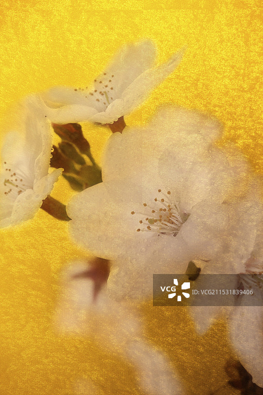 镀金折叠屏风与樱花背景图片素材