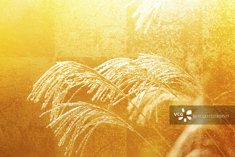 镀金折叠屏风，背景有银草图片素材