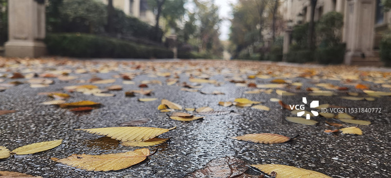 一场秋雨一场凉。一场雨后，小区里满地落叶。图片素材