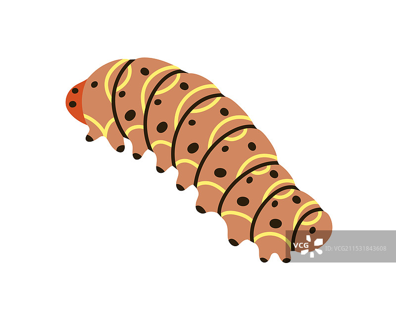 毛毛虫在爬行，肥胖的蝴蝶幼虫图片素材