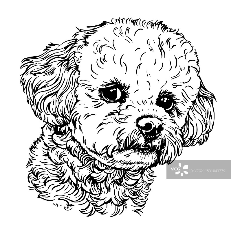 手绘玩具贵宾犬素描图片素材