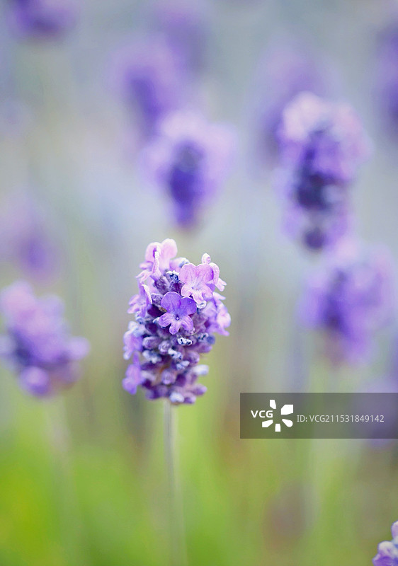 盛开的薰衣草特写图片素材