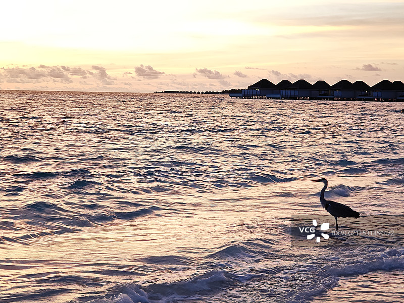 海边等待落日沐浴在余晖下的海鸟图片素材